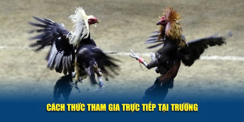 Cách thức tham gia trực tiếp tại trường