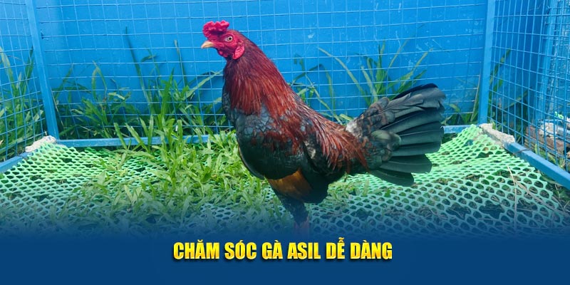 Chăm sóc gà Asil dễ dàng 