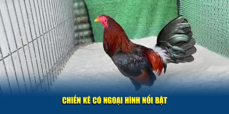 Chiến kê có ngoại hình nổi bật