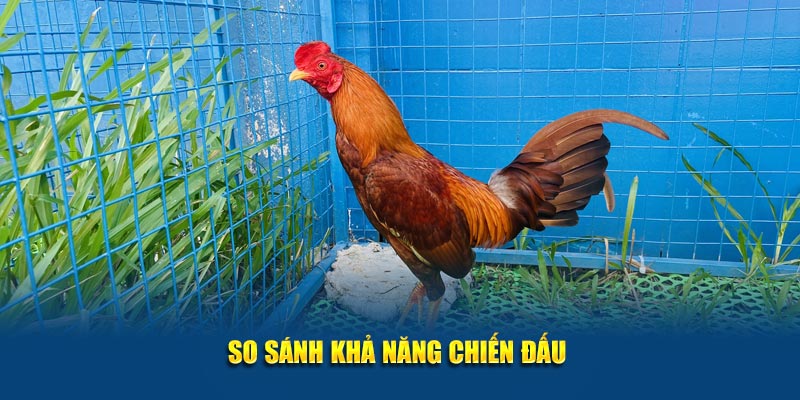 So sánh khả năng chiến đấu 