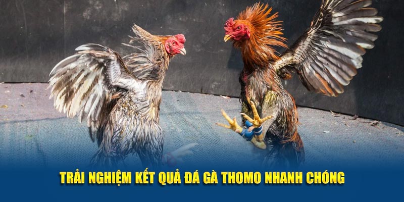 Trải nghiệm kết quả đá gà Thomo nhanh chóng