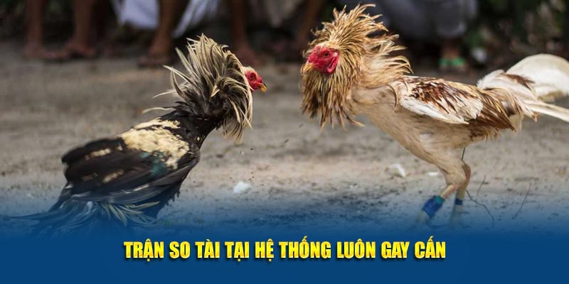 Trận so tài tại hệ thống luôn gay cấn