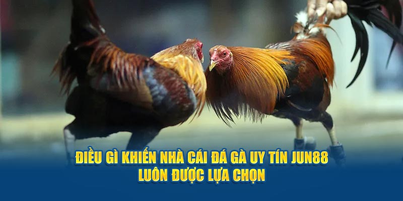 Điều gì khiến nhà cái đá gà uy tín Jun88 luôn được lựa chọn