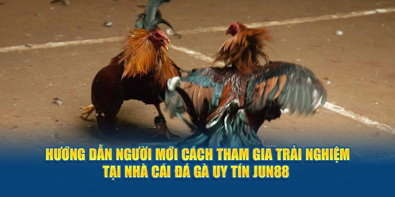 Hướng dẫn người mới cách tham gia trải nghiệm tại nhà cái đá gà uy tín Jun88 