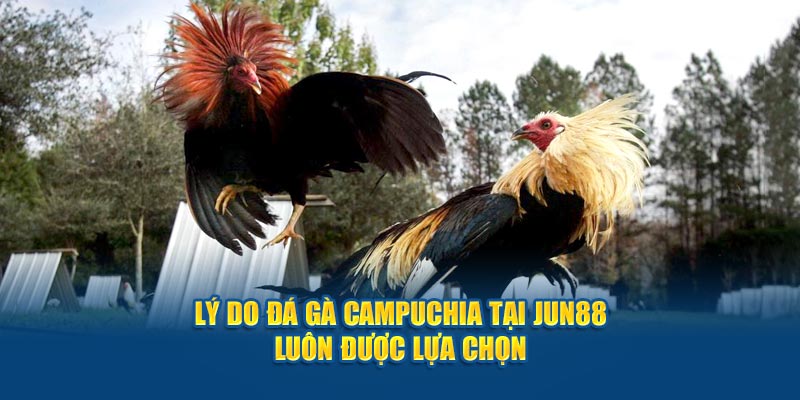 Lý do đá gà Campuchia tại Jun88 luôn được lựa chọn