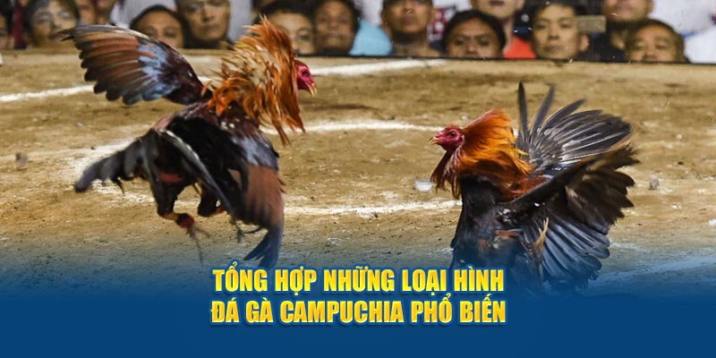 Tổng hợp những loại hình đá gà Campuchia phổ biến