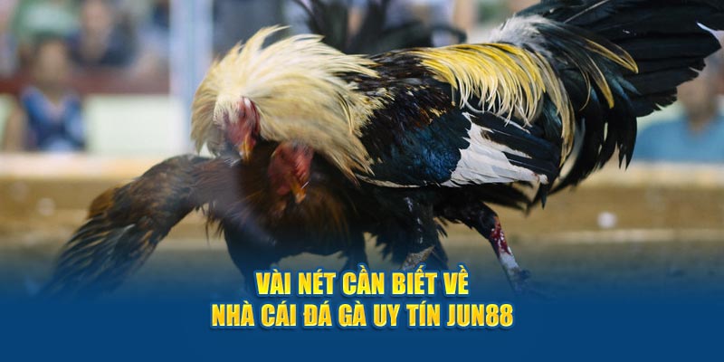 Vài nét cần biết về nhà cái đá gà uy tín Jun88